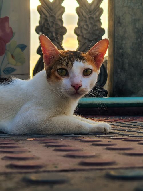 Free A relaxed domestic cat lounging indoors in warm light, capturing a serene moment. Stock Photo