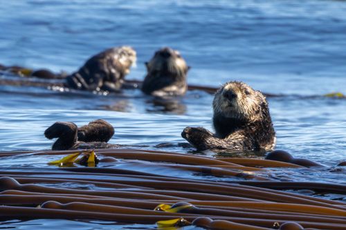 Free Explore the beauty of Tofino with playful sea otters floating in a sunlit kelp forest. Stock Photo