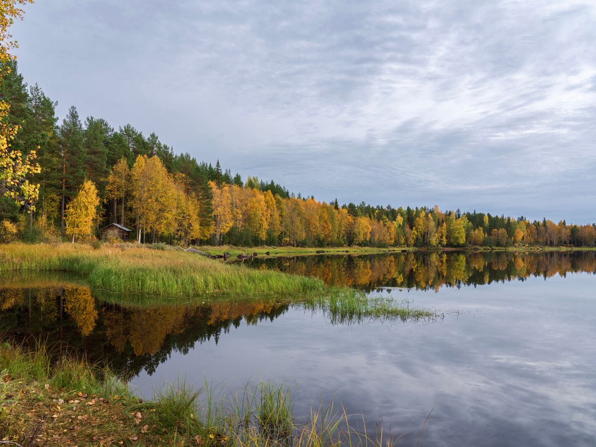 4 Day Inner Evolution Master Plant Retreat in Finland 1