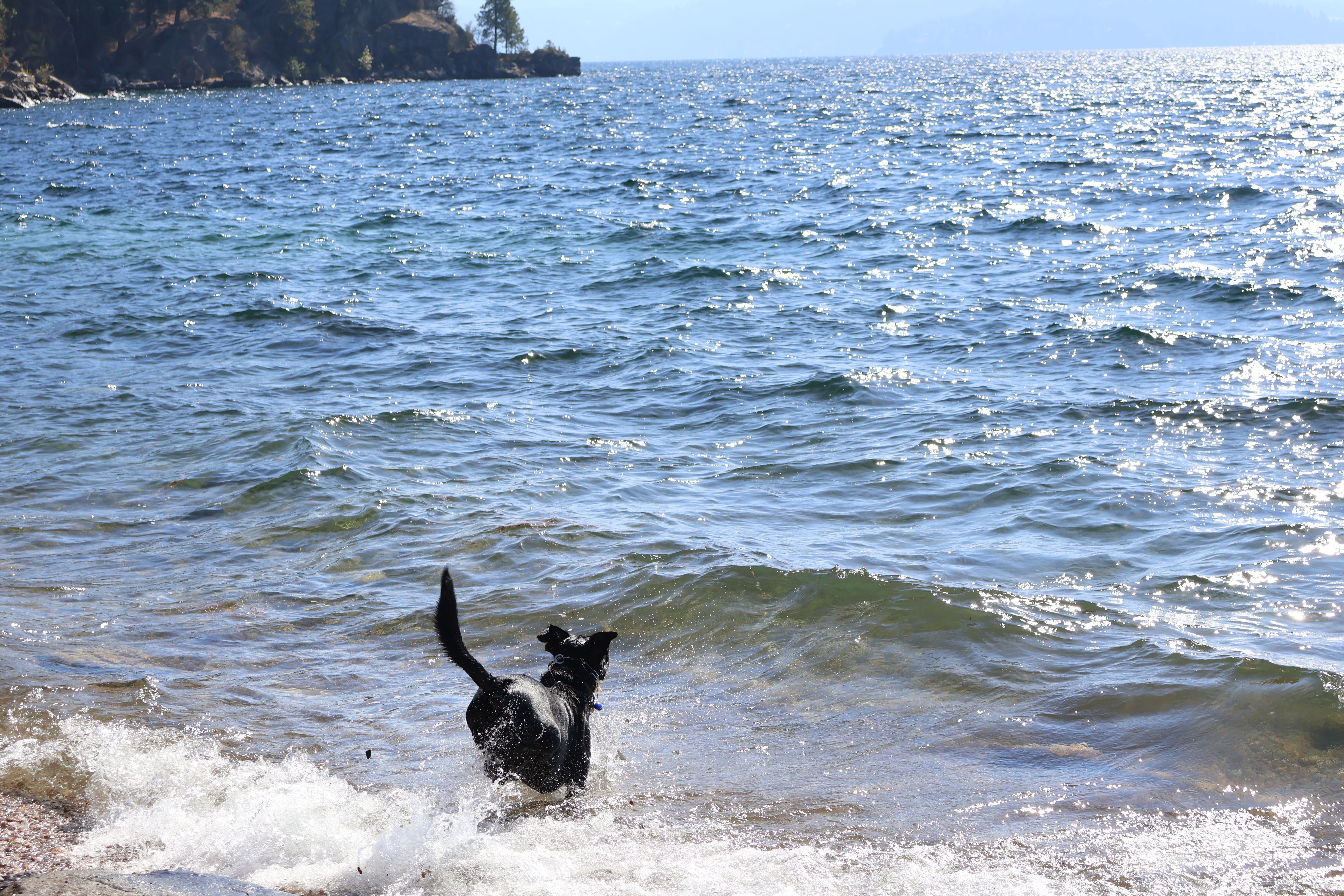 Best Dog-Friendly Hotels in Coeur d'Alene 2026
