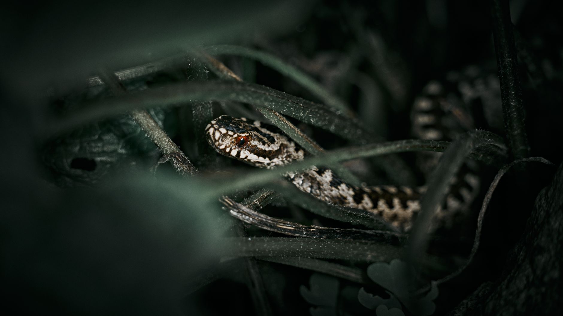 Tiefschwarzes Natur & Nahaufnahme – AMOLED Hintergrundbild