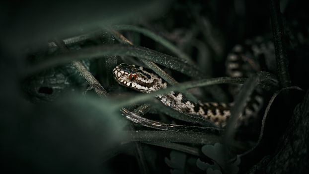 Tiefschwarzes Natur & Nahaufnahme – AMOLED Hintergrundbild
