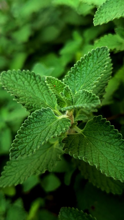 Free Detailed closeup of fresh green catnip leaves with visible texture and serrated edges. Stock Photo