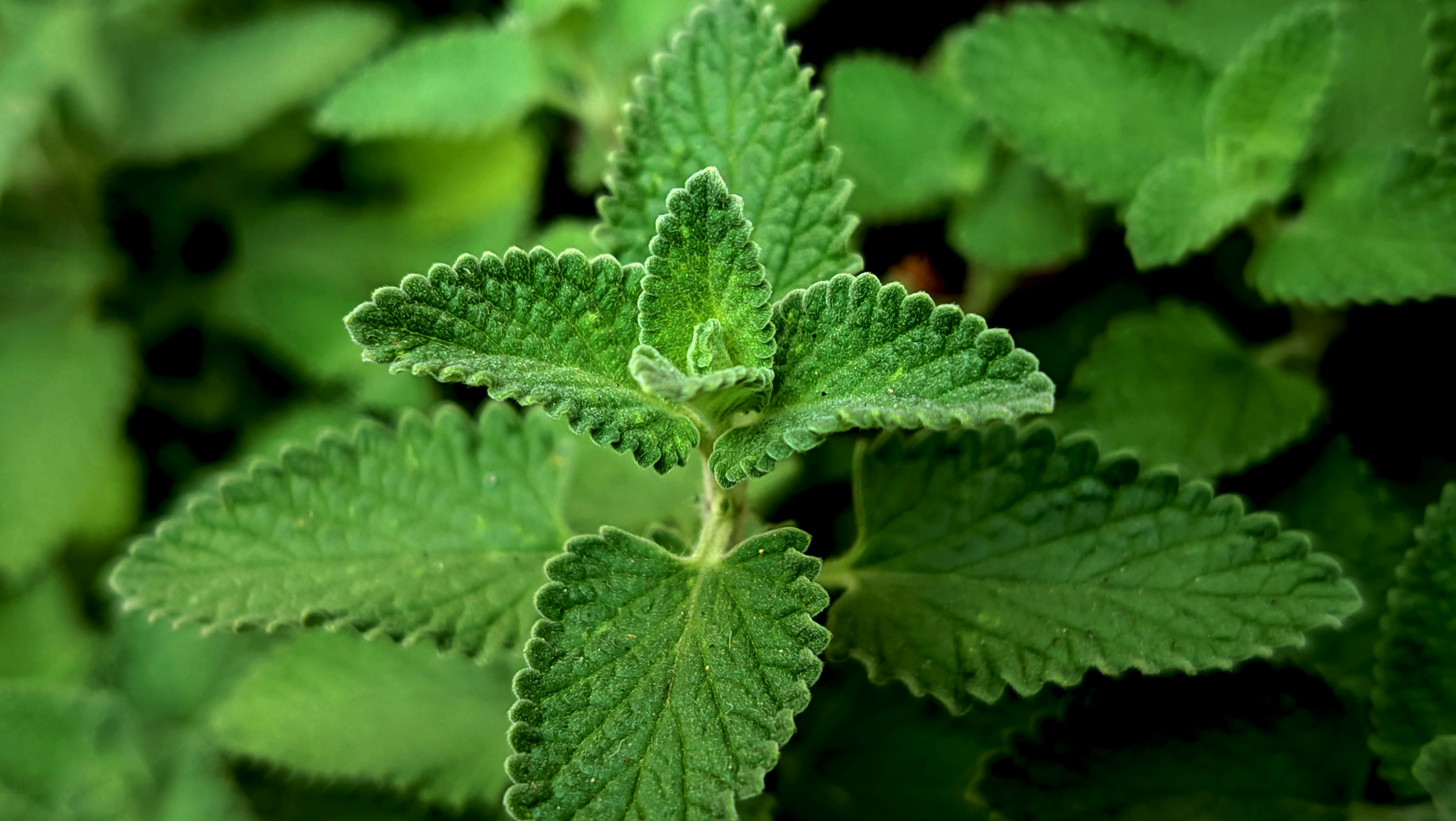 國際：光速火箭推進台灣香氛品牌，快速拓展海外市場