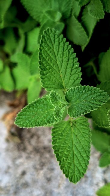 Fotomural Vista detallada de hojas de menta verde con bordes dentados, que ofrecen una sensación fresca y vibrante.