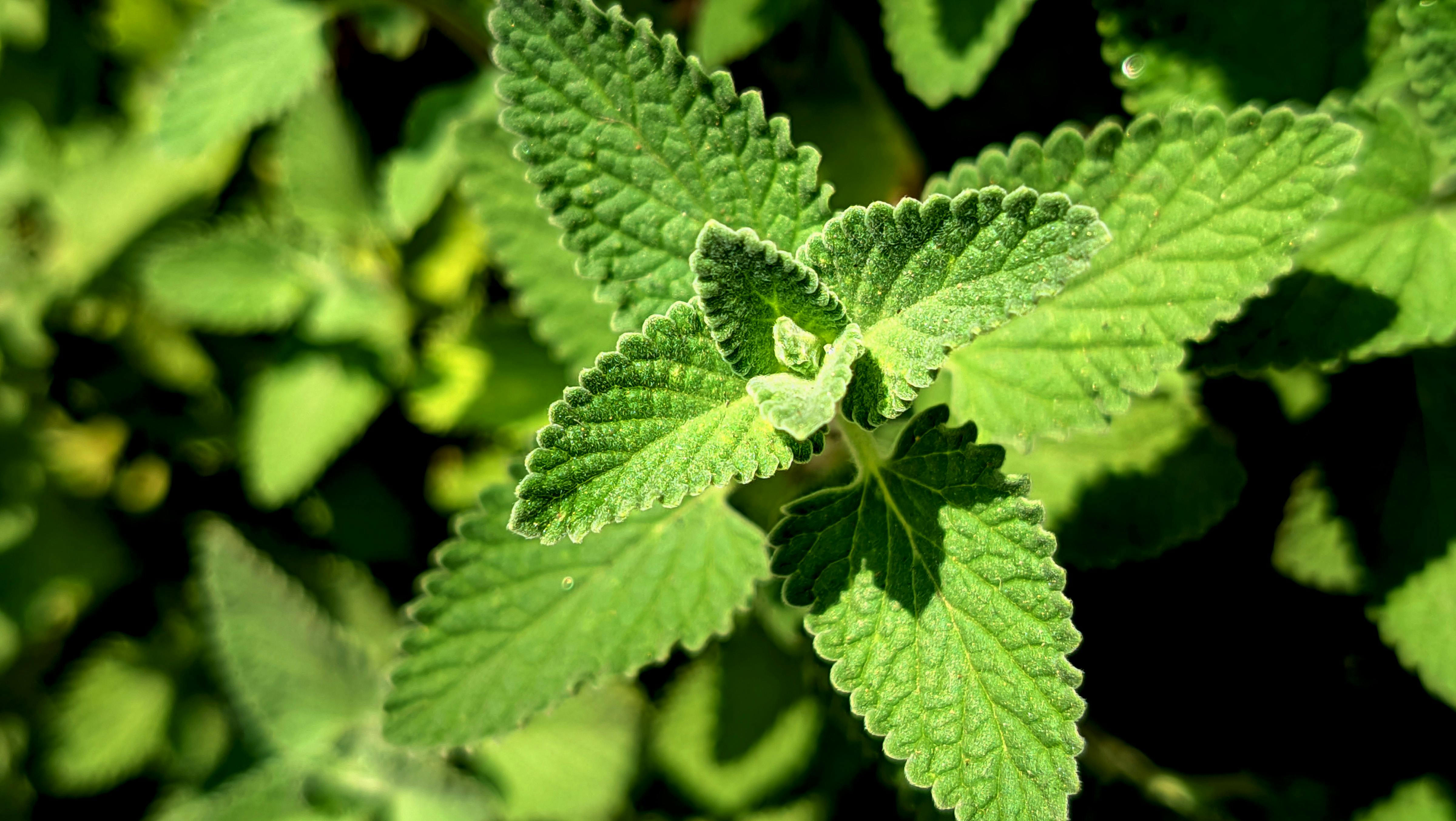 國際：光速火箭推進台灣香氛品牌，快速拓展海外市場