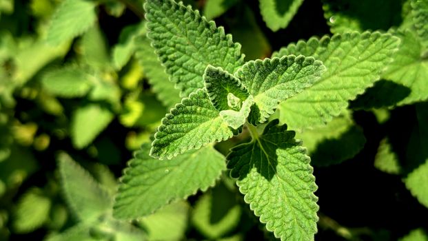 Vibrant green catnip leaves in sunlight, showcasing detailed textures and patterns.