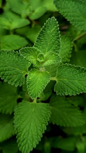 Fotomural Primer plano detallado de hojas de menta verde vibrante en un entorno al aire libre, que muestra textura y frescura.