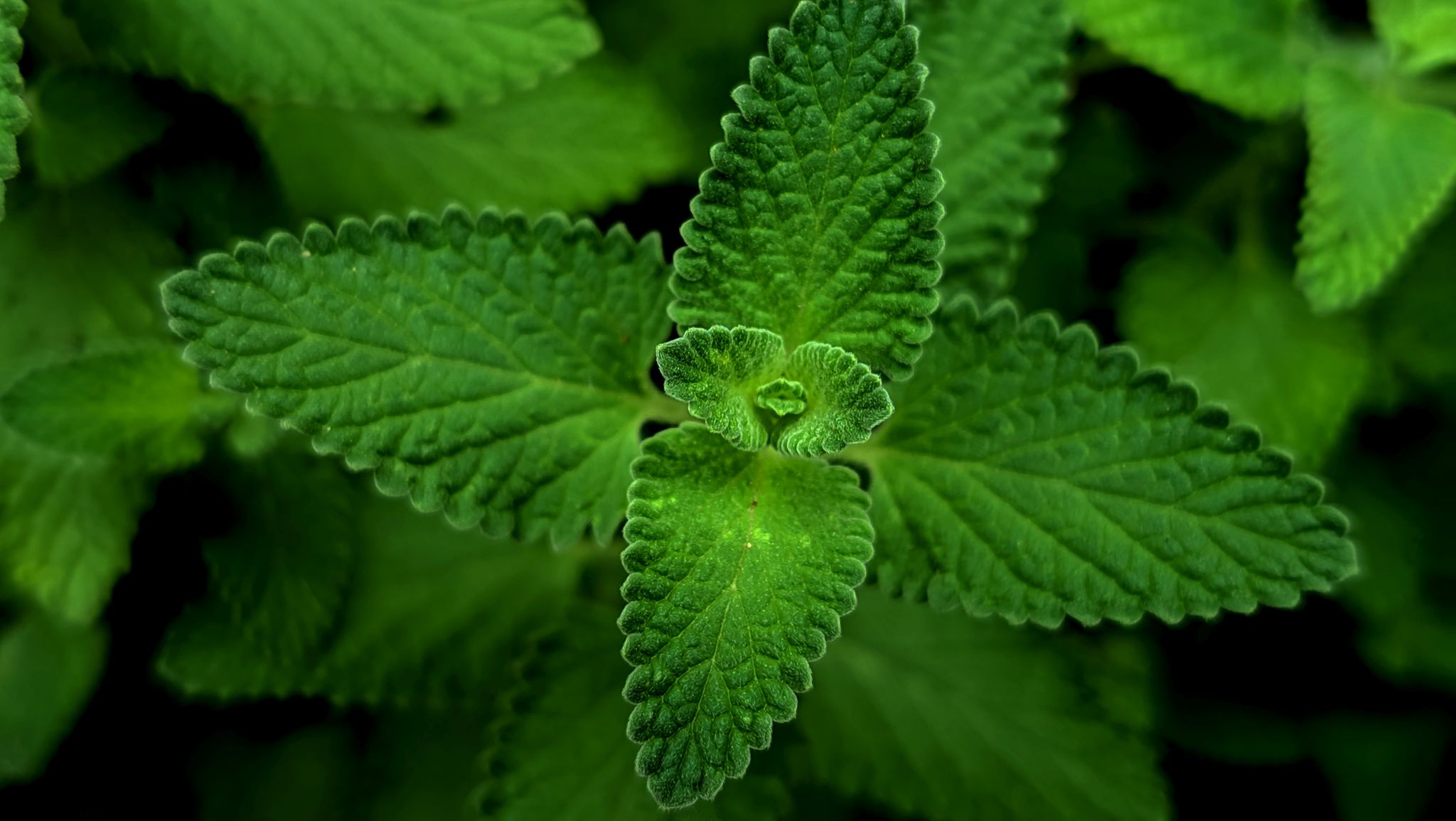 Menthol activeert zenuwcellen en geeft koud gevoel