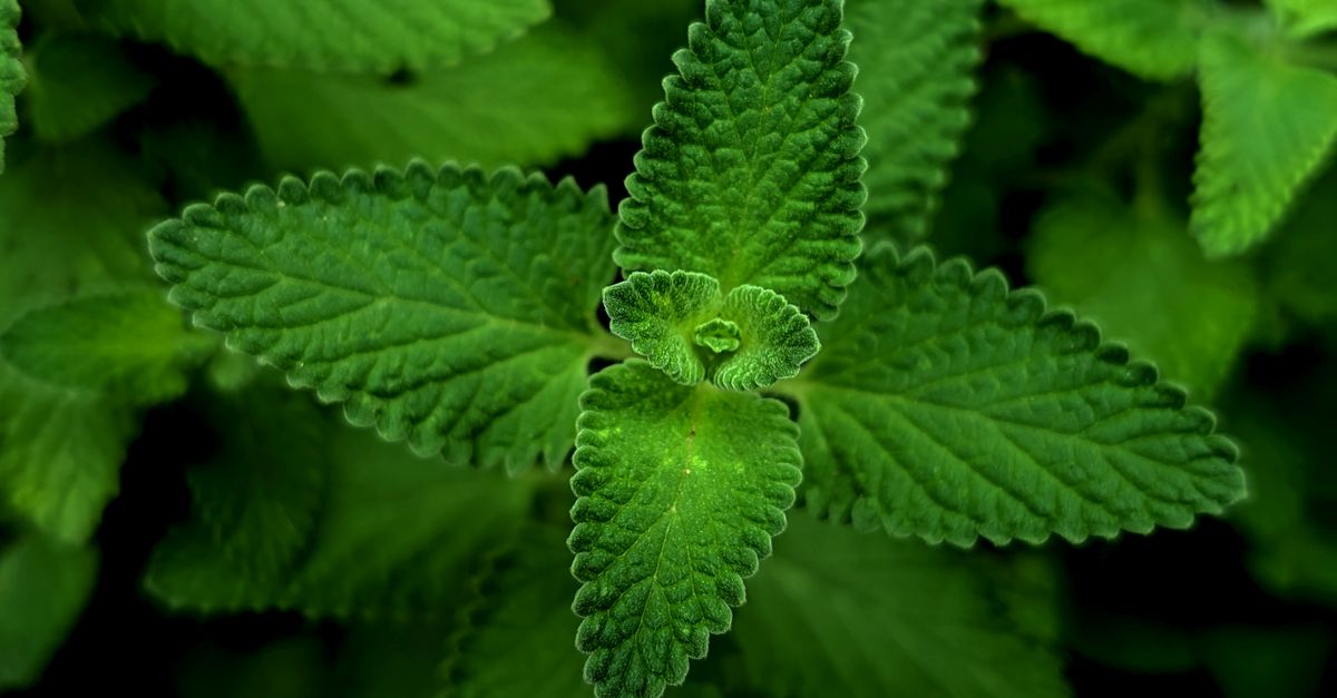 A detailed close-up of vibrant green mint leaves showcasing their textured beauty. - Evidence evidence guide for spearmint memory randomized trial