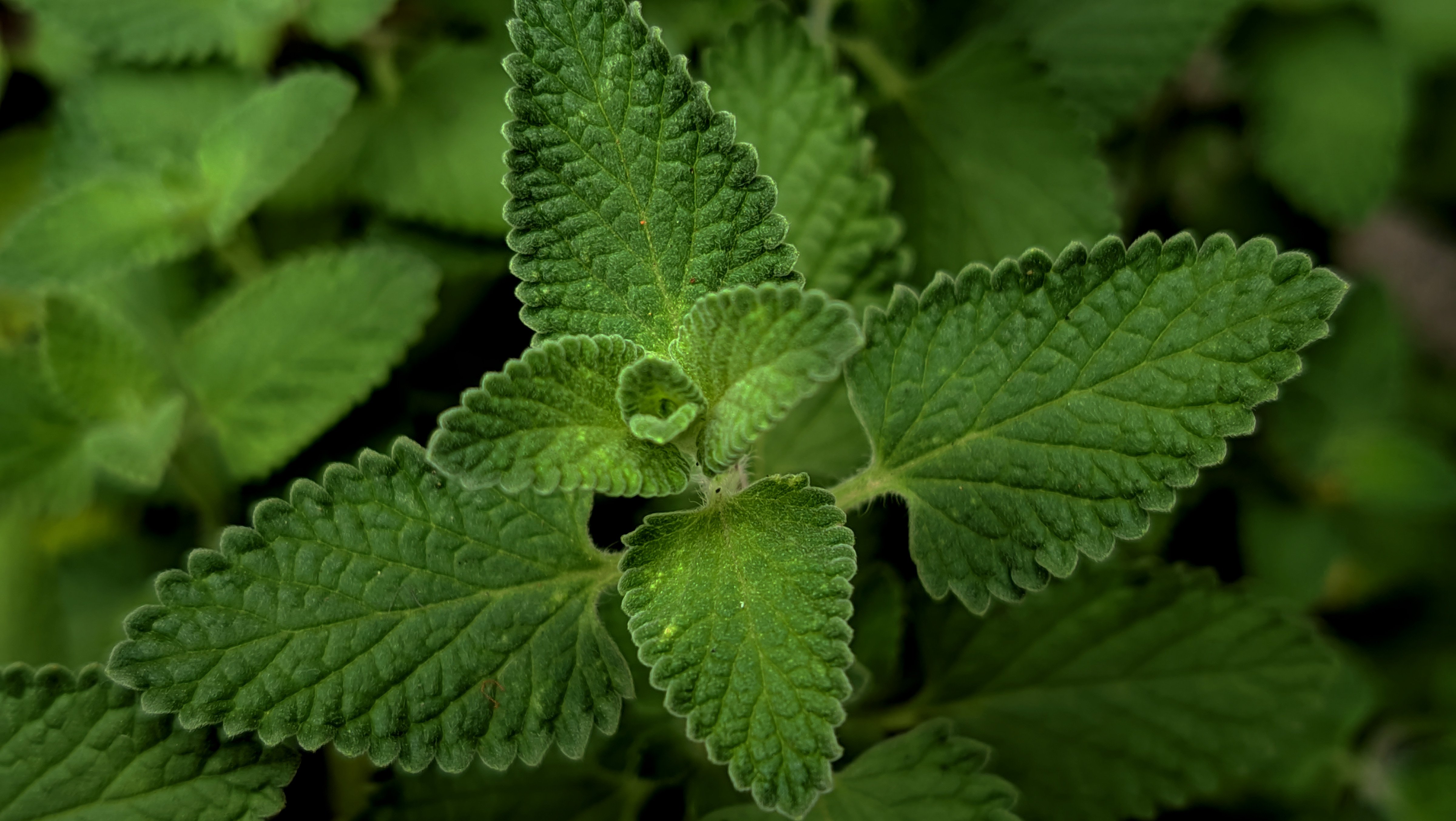 Close-up of fresh green catnip leaves, showcasing their vibrant texture and color. - Evidence evidence guide for peppermint ibs meta-analysis