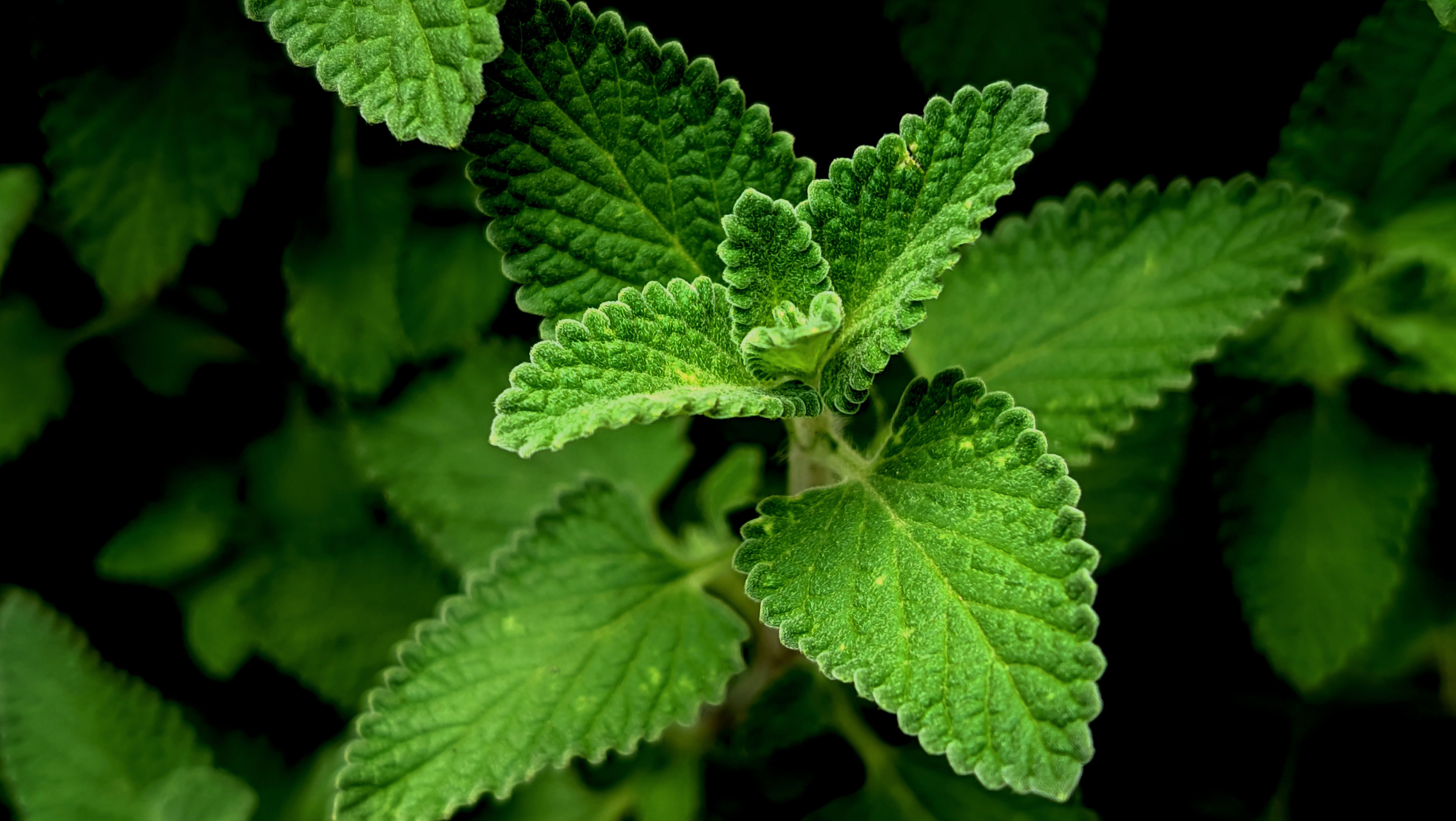 healthy tea ingredients — Close-up of Fresh Green Mint Leaves · Free. Photo: Pexels