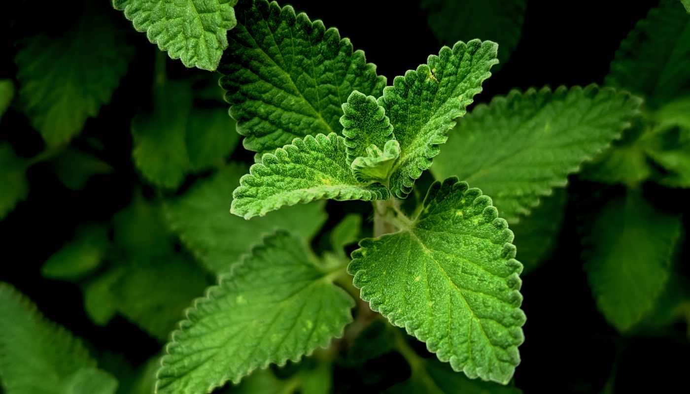 healthy tea ingredients — Close-up of Fresh Green Mint Leaves · Free. Photo: Pexels