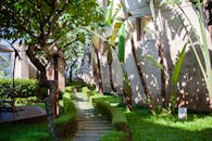 Serene Tropical Garden Pathway in Sunlight