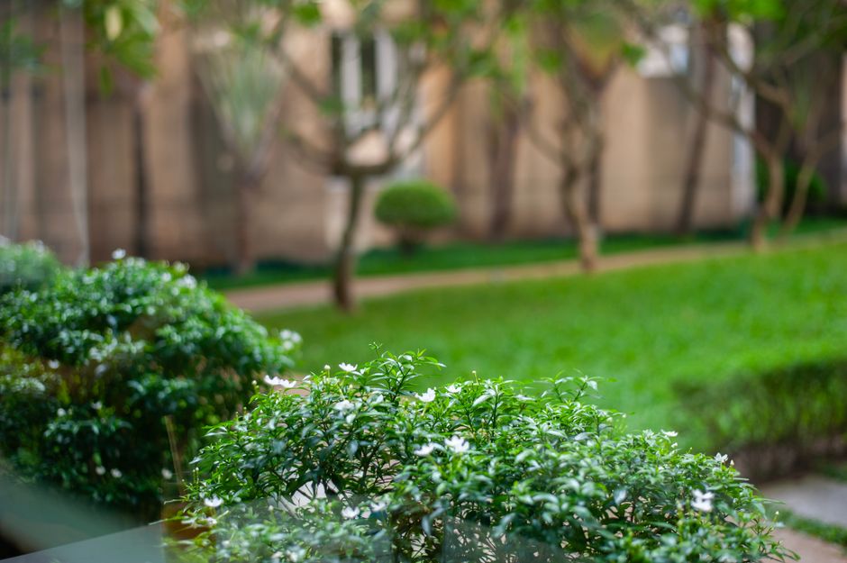 The Day My Nigerian Garden Became a Tropical Oasis