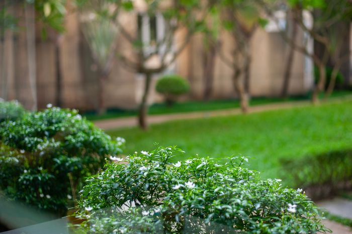 Serene garden with greenery and blossoms, Houghton Johannesburg