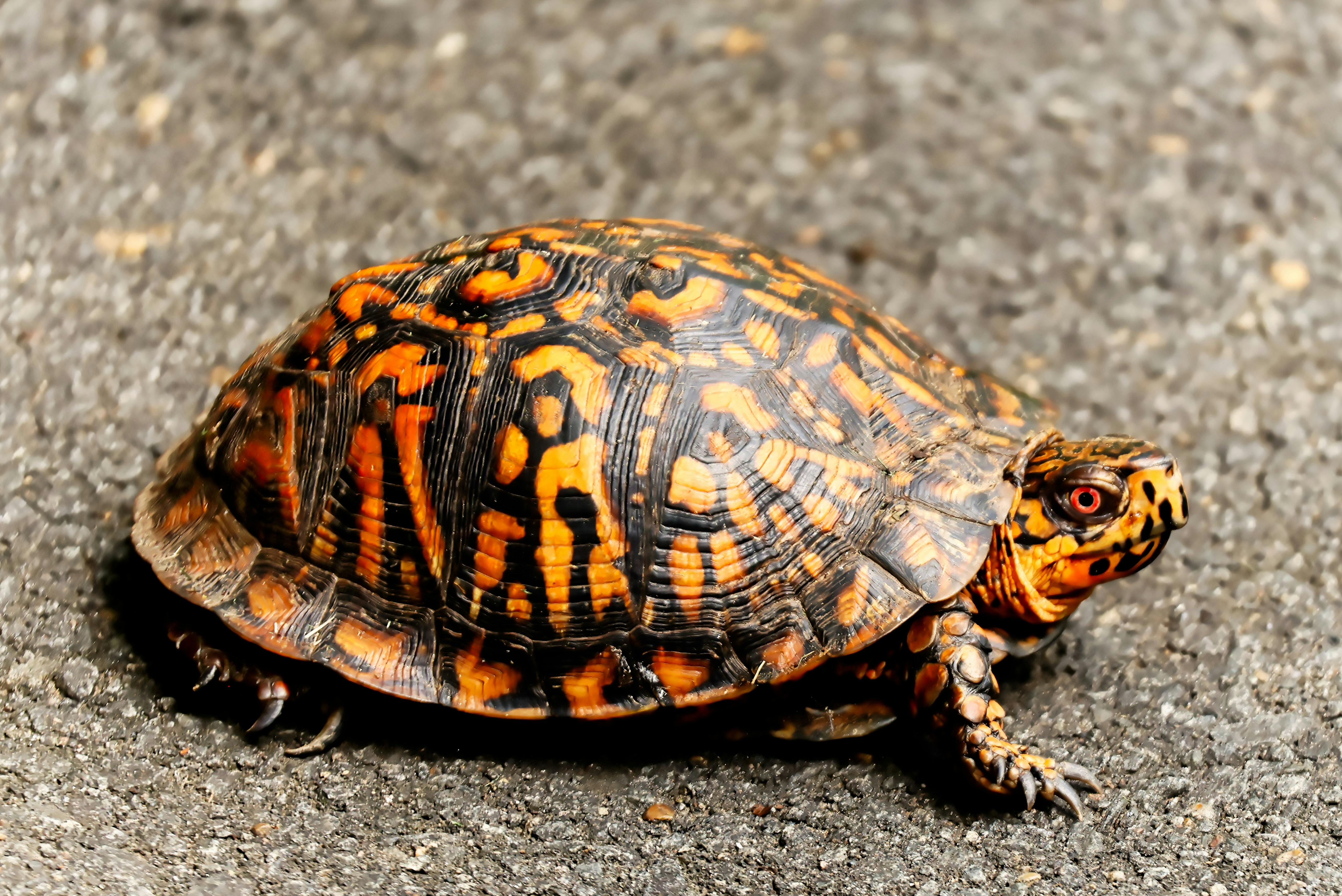 Close-up of an Eastern Box Turtle (Terrapene carolina) on a road surface.