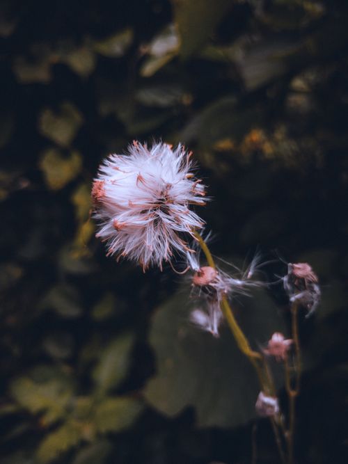 Free Moody close-up of a dandelion puff against a soft green background, capturing nature's fragile beauty. Stock Photo