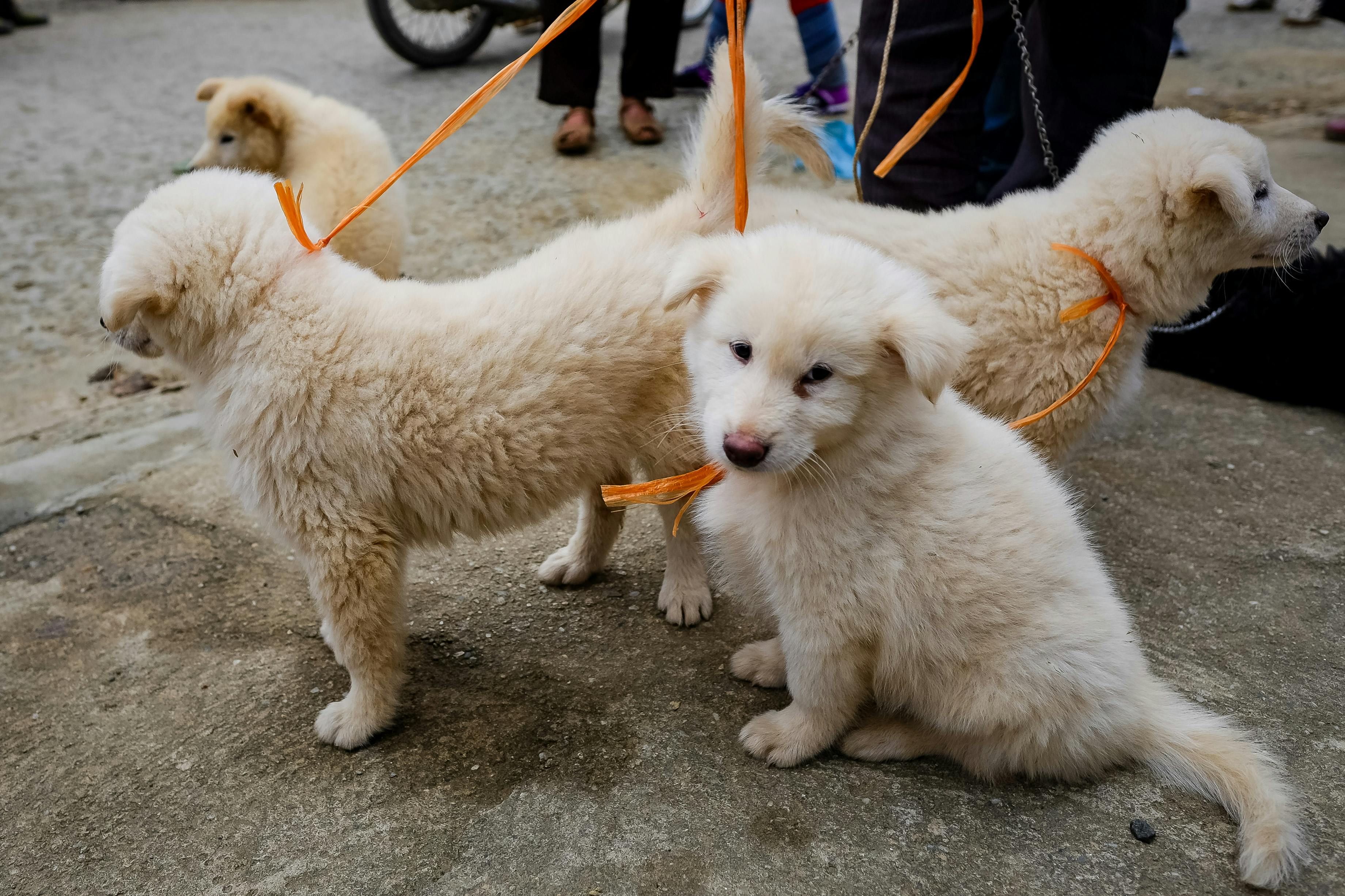 Pet Shops Near Me In San Diego: Responsible Buying Guide