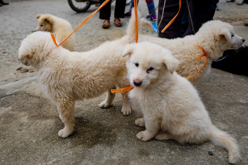 leash_harness