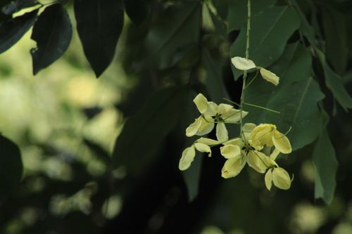 Free Delicate yellow Cassia Fistula flowers against a lush green backdrop of foliage. Stock Photo