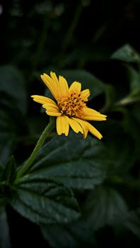 Close-up of a bright yellow flower with dark green leaves highlighting its vibrancy.