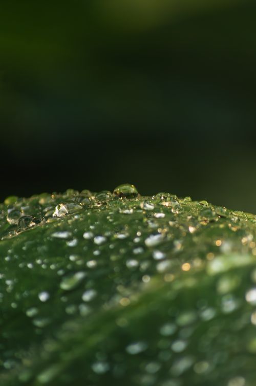 Free Macro shot of dewdrops on a green leaf, capturing nature's delicate beauty. Stock Photo