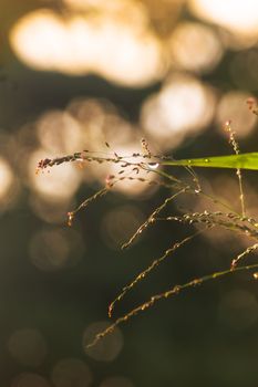 Captivating close-up of grass with a warm, dreamy bokeh background, evoking serenity.