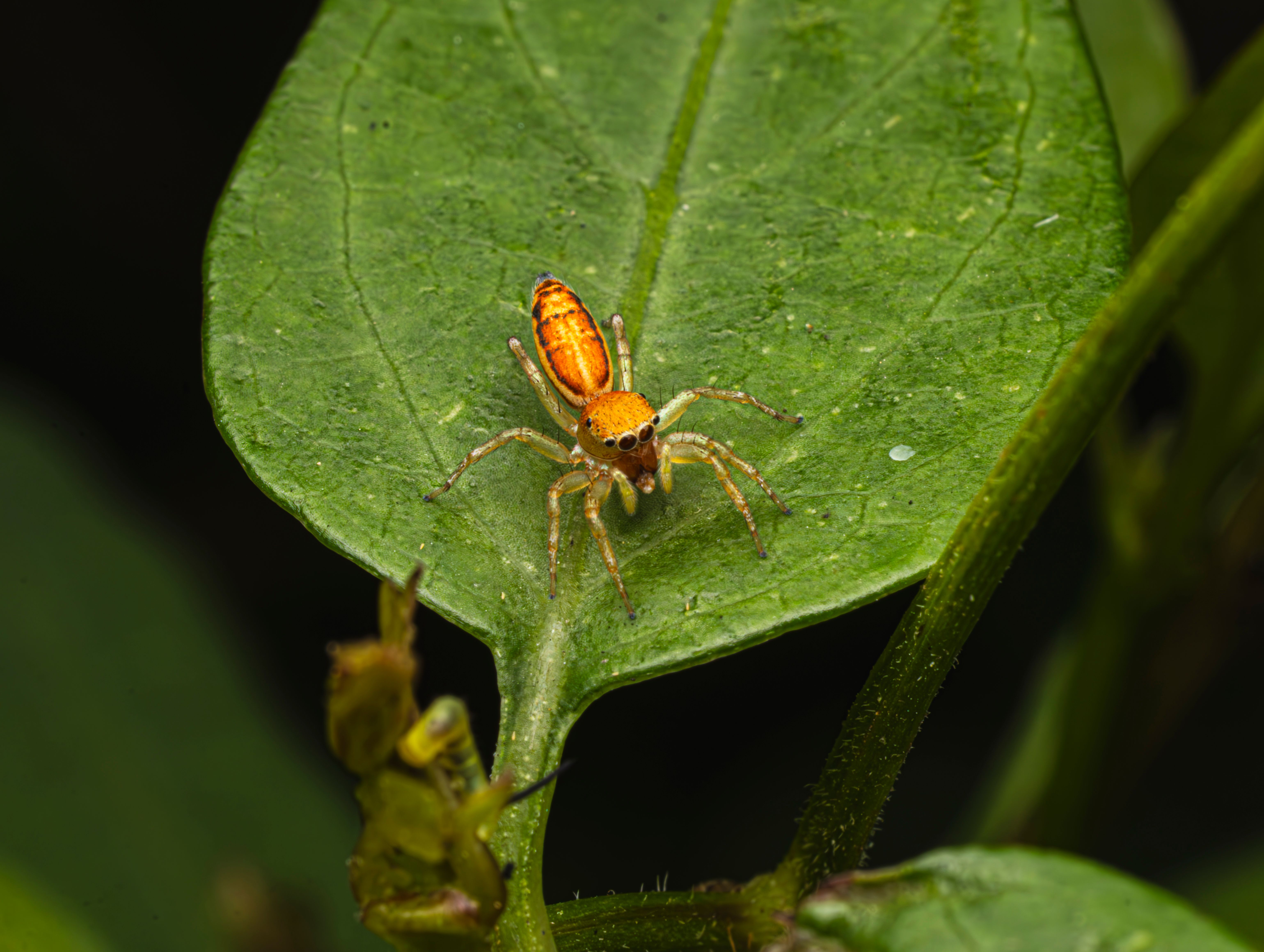 Vibrant Jumping Spider on Green Leaf Macro · Free Stock Photo