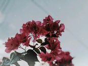 巴厘岛晴空下，粉色九重葛花的特写镜头令人惊叹