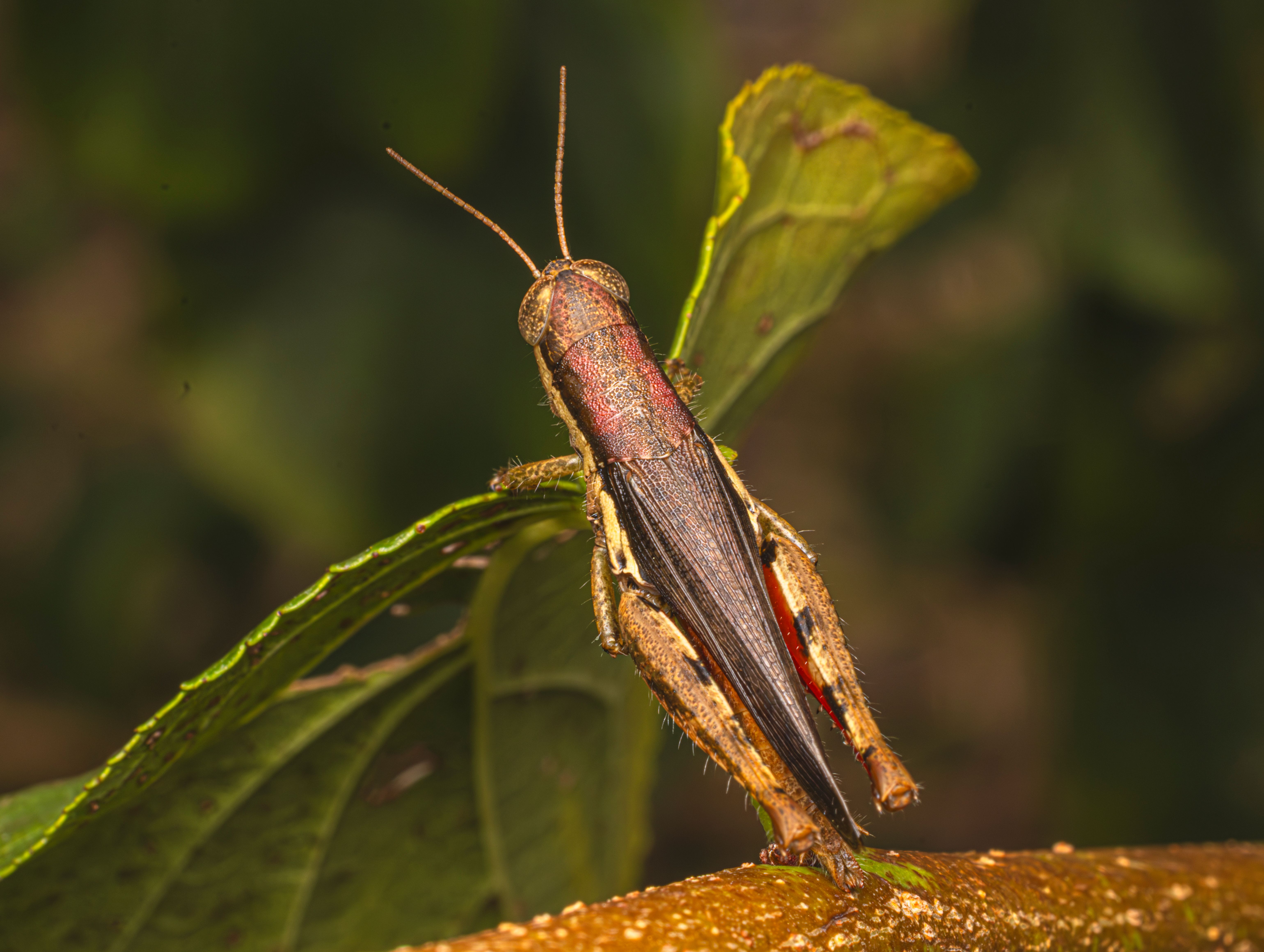 Detailed view of a grasshopper perched on a leaf in its natural environment.
