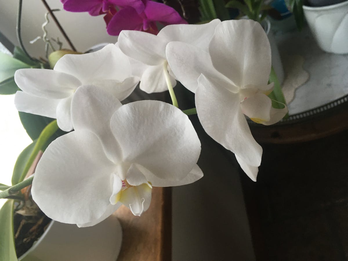 Elegant Indian wedding stage decoration