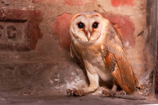 Close-up of a barn owl with striking eyes resting against a weathered brick wall.