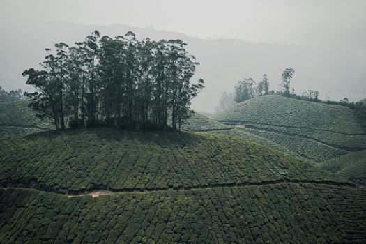 Munnar tea plantation morning — Kerala