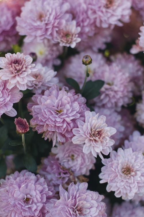 Free Beautiful lilac chrysanthemum flowers in full bloom, showcasing delicate petals and gentle colors. Stock Photo
