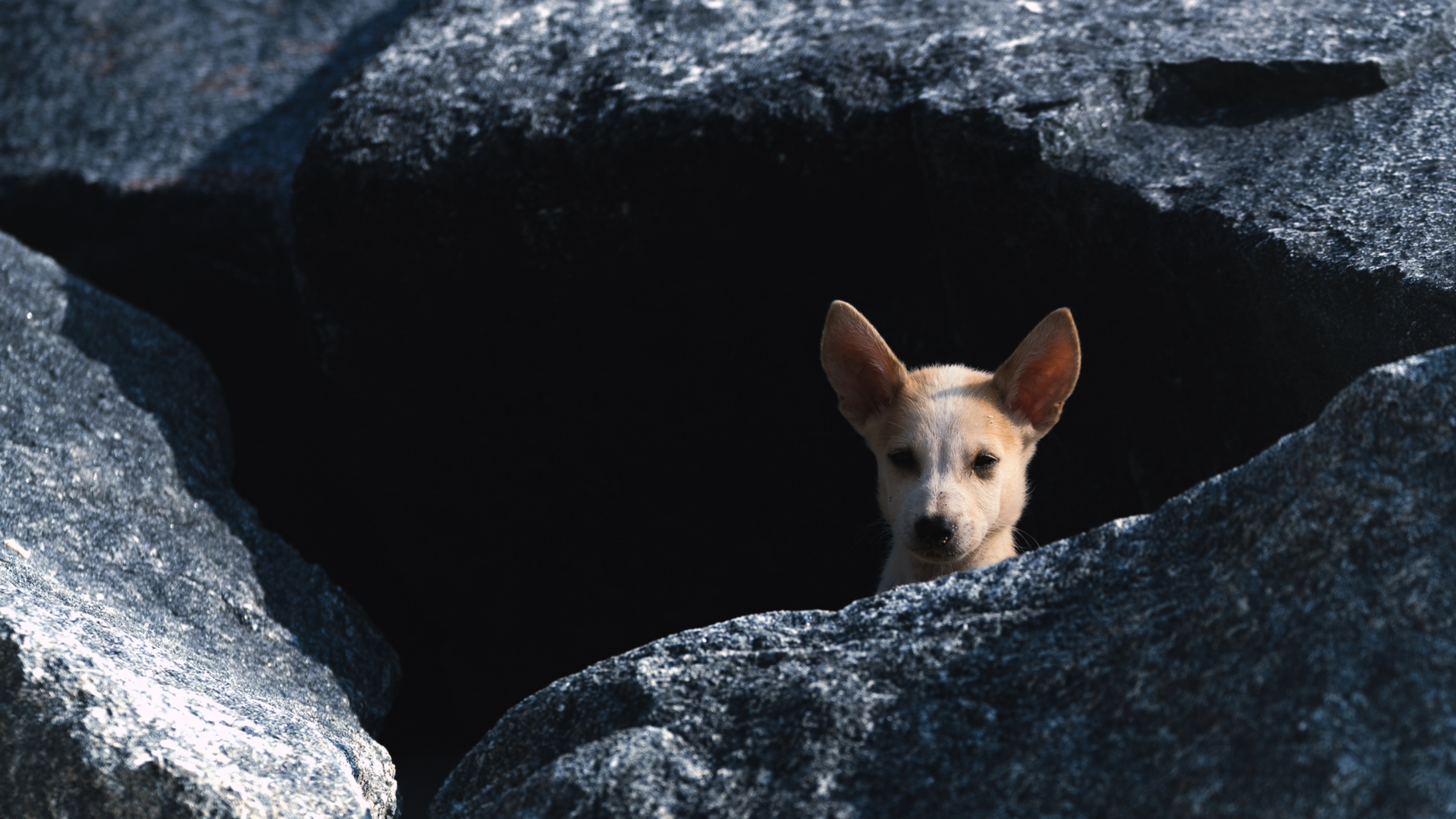 Portrait of a dog at a veterinary clinic
