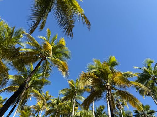 Free Lush green palm trees reaching towards the bright blue sky on a sunny day. Stock Photo