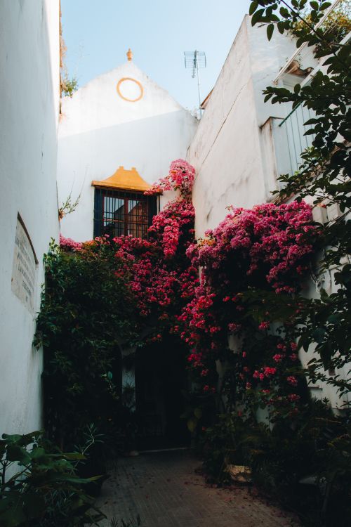 Free A picturesque courtyard in Córdoba, Spain adorned with vibrant bougainvillea cascading over white walls. Stock Photo