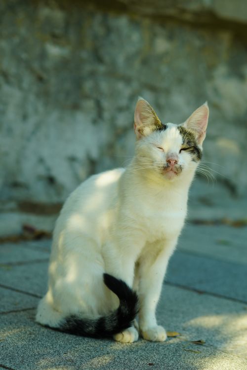 Free Cute stray cat enjoying a sunny day. Ideal for pet or nature themes. Stock Photo