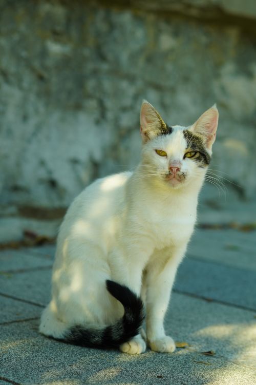 Free Charming white and grey street cat sitting on pavement in natural light, showcasing urban wildlife beauty. Stock Photo