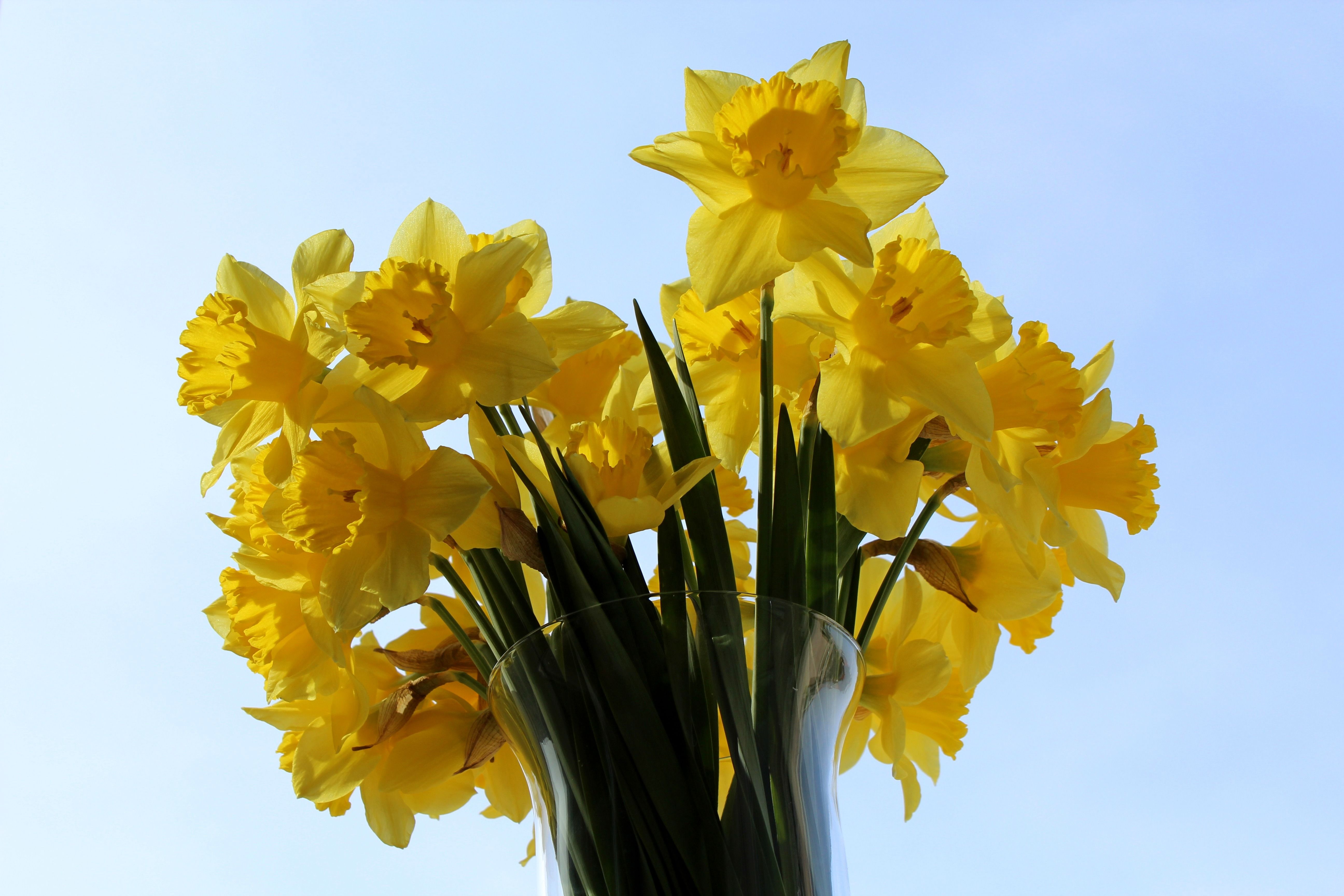 Bunch of yellow daffodils, the national flower of Wales