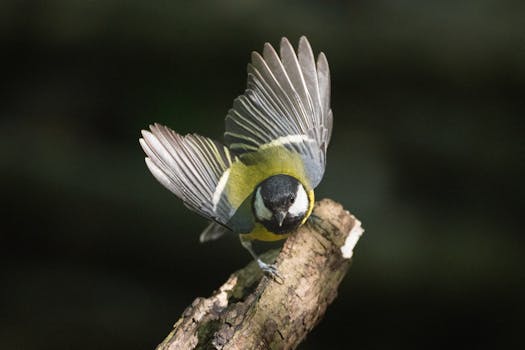 Image by Siegfried Poepperl