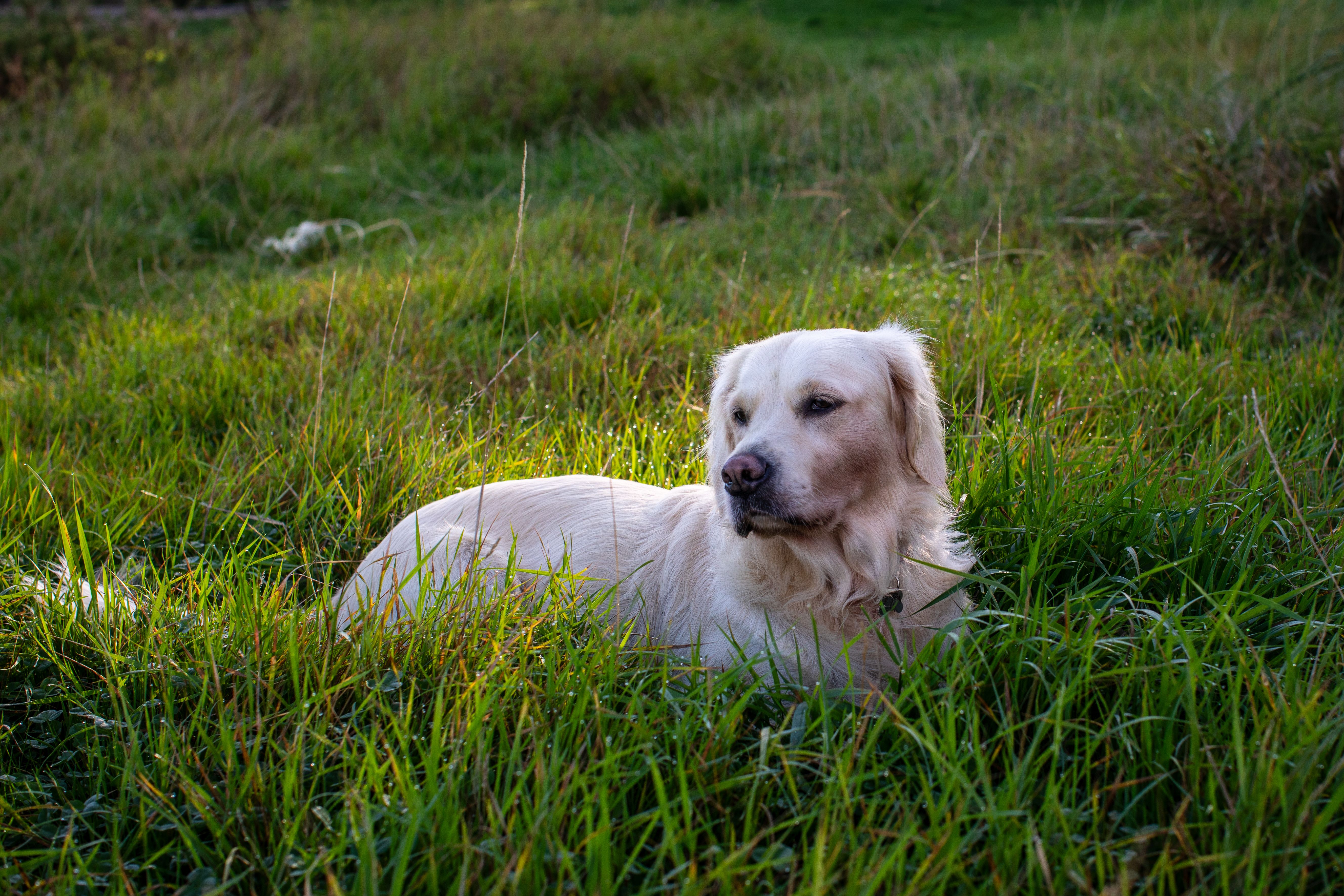 Adult Golden Retriever Sitting on Grass · Free Stock Photo