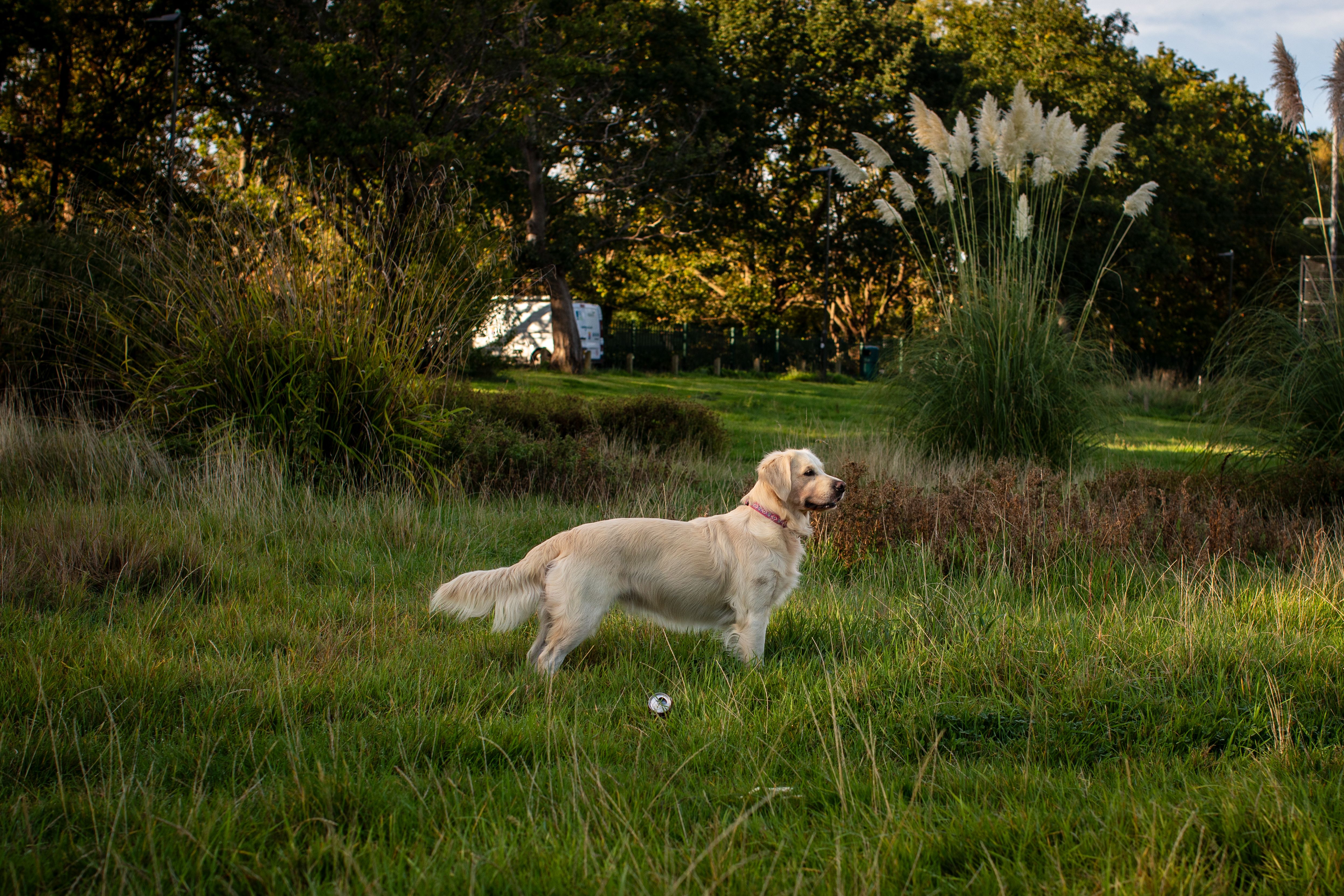 Best Bark Collar for Big Dogs: 2026 Top Picks & Buying Guide