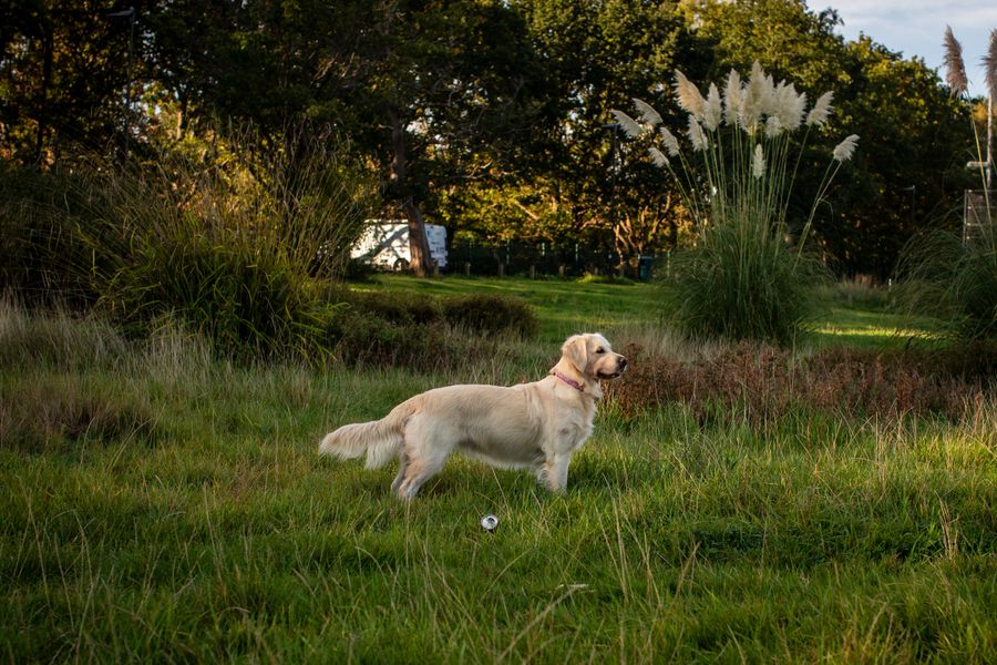 Yeşil parkta Golden Retriever