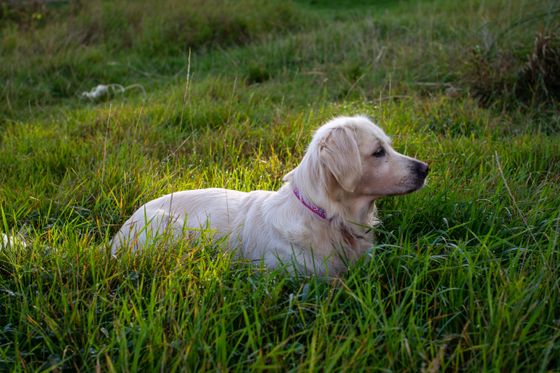 Golden retriever resting in a grassy field at golden hour &mdash; photo by Ar kay on Pexels