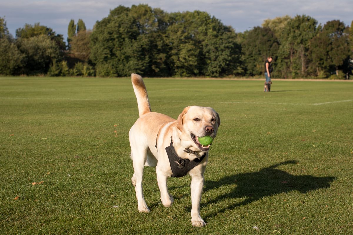 Almanya'da En Popüler Köpek Irkları: Labrador Zirvede mi?