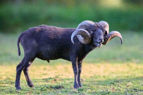 Free Majestic dark ouessant ram with impressive curved horns stands alert in a vibrant green pasture, vocalizing softly under the warm sun. Stock Photo