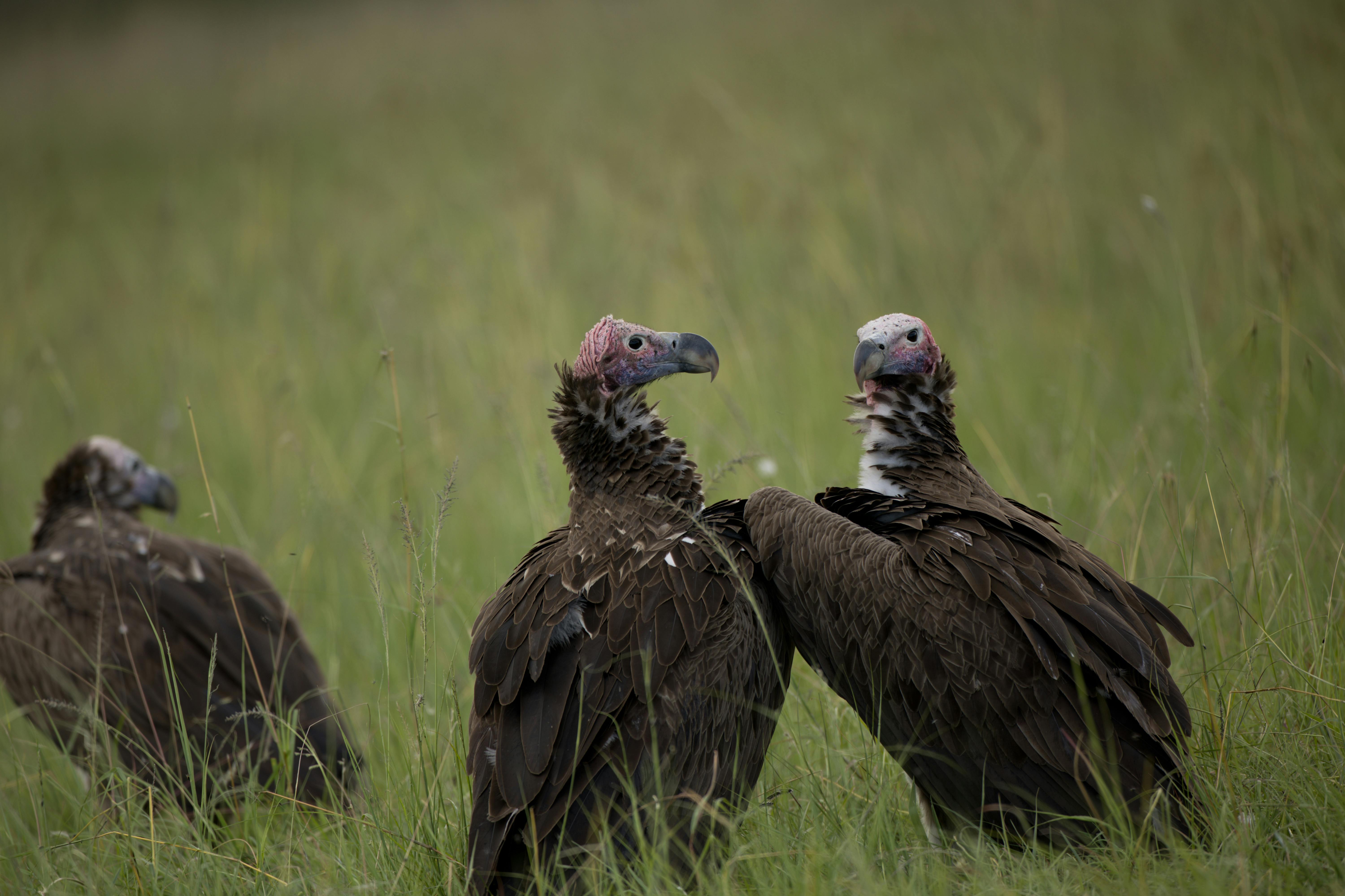 Piptochaetium napostaense: Propagación, Manejo y Adaptación