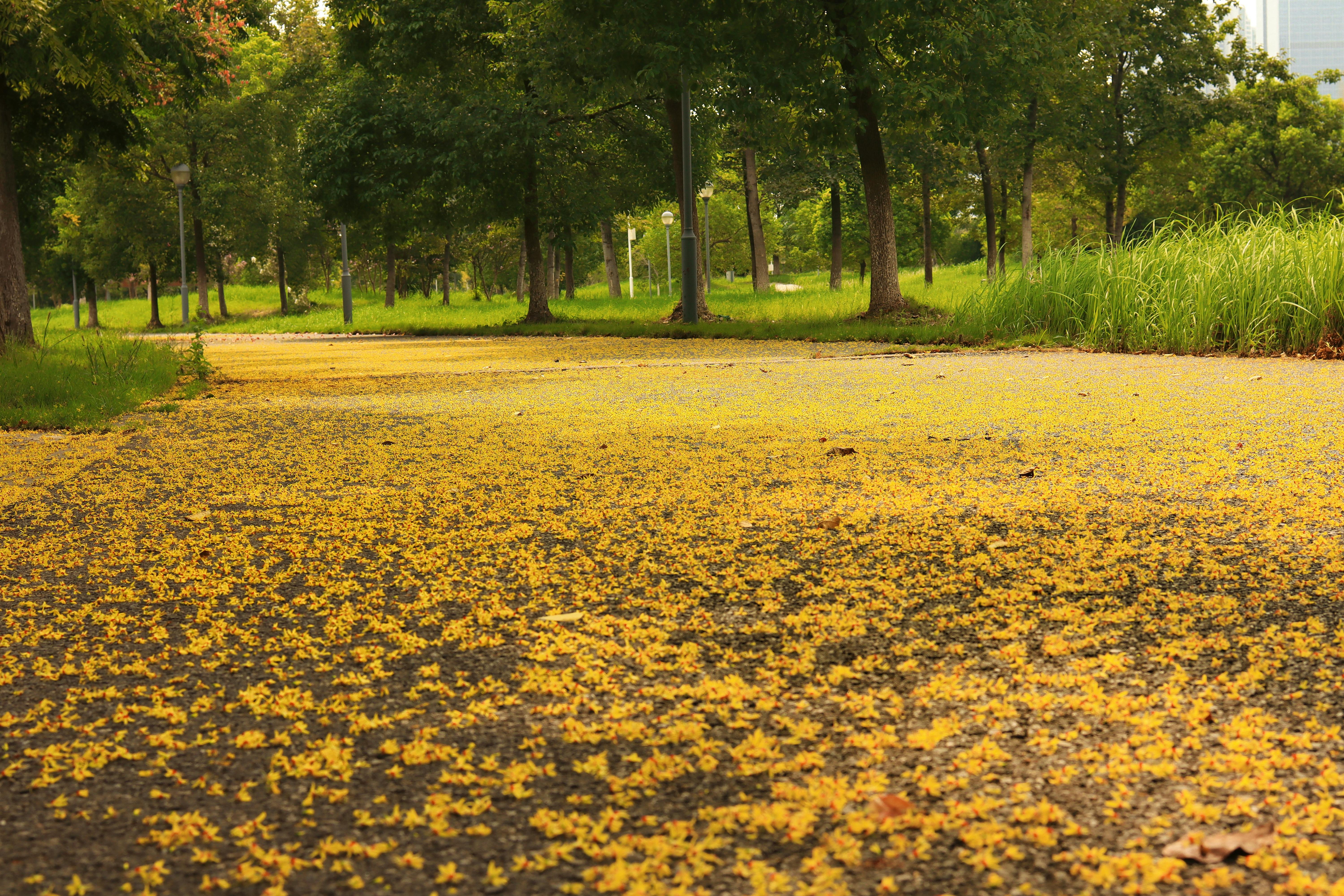 遠雄敦富攜手留白計畫 打造機捷生活圈城市花境新地標